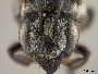 Megachile crotalariae image