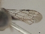 Hoplitis simplex image