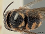Anthidiellum ehrhorni image