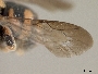 Anthidiellum ehrhorni image