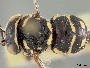 Image of Anthidiellum eiseni