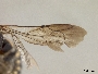 Anthidiellum eiseni image
