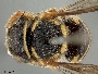 Image of Anthidiellum gilense