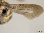 Anthidiellum gilense image