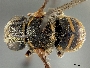 Image of Anthidiellum hondurasicum