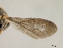 Anthidiellum hondurasicum image