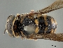 Image of Anthidiellum robertsoni