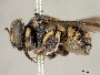 Anthidiellum robertsoni image