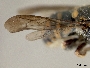 Anthidiellum robertsoni image