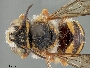 Anthidium pulchellum image