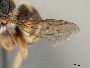 Anthidium pulchellum image