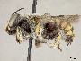 Anthidium edwardsii image