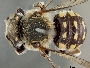 Image of Anthidium porterae
