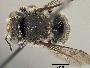 Anthidium maculosum image