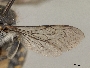 Anthidium maculosum image