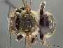 Image of Anthidium maculifrons