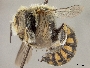Anthidium maculifrons image