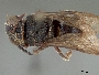 Image of Anthodioctes holmbergi