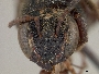 Anthodioctes holmbergi image