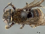 Anthodioctes manni image
