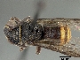 Image of Anthodioctes mapirensis