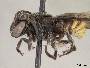 Anthodioctes mapirensis image