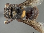 Anthodioctes nitidipes image