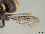 Anthodioctes undecimalis image