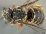 Trachusa dorsalis image