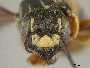 Trachusa dorsalis image