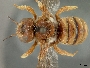 Image of Trachusa cordaticeps