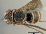 Image of Hypanthidium melanopterum