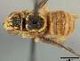 Image of Hypanthidioides panamensis
