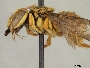 Hypanthidioides panamensis image
