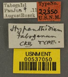 Hypanthidium taboganum image