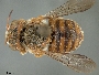 Image of Icteranthidium ferrugineum