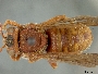 Dianthidium macrurum image