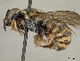 Dianthidium arizonicum image