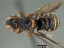 Anthodioctes quadrimaculatus image