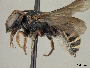Anthodioctes quadrimaculatus image