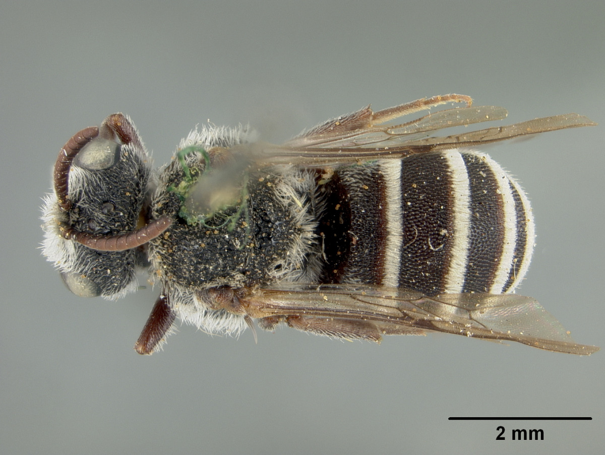 Dioxys productus image