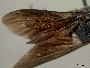 Euaspis strandi image