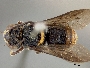 Anthodioctes agnatus image