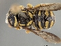 Pseudoanthidium rotundiventre image