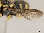 Pseudoanthidium rotundiventre image