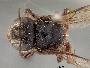 Image of Lithurgus scabrosus