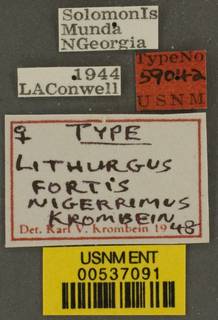 Lithurgus fortis image