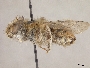 Habropoda bucconoides image