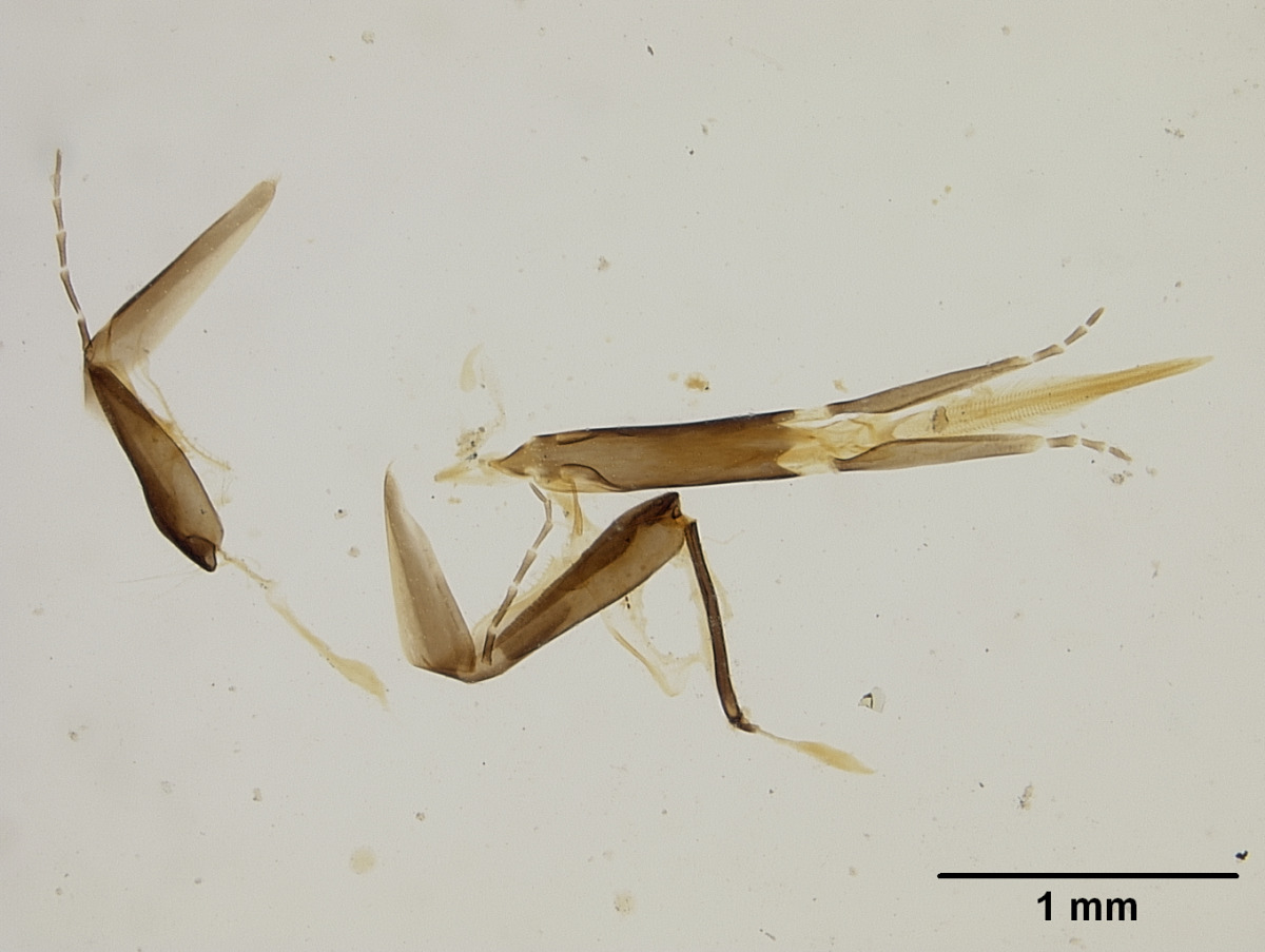 Calliopsis chlorops image