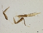 Image of Calliopsis chlorops